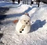 하얀 눈이 내린 날, 사랑스러운 강아지가 눈사람처럼 변신했습니다!