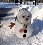 하얀 눈이 내린 날, 사랑스러운 강아지가 눈사람처럼 변신했습니다!