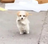 저를 데려가세요! 길 건너 여성을 향해 손 흔들며 간절히 부탁한 유기견