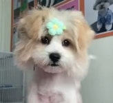 저를 데려가세요! 길 건너 여성을 향해 손 흔들며 간절히 부탁한 유기견