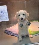 반려견 치료위해 병원에 두고 가는데 이 모습에 마음이 아팠어요