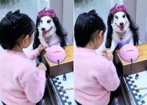 아이가 발톱에 매니큐어 칠하며 네일샵 놀이하는 동안 얌전히 있는 강아지