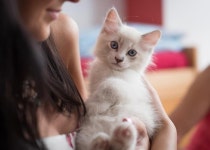 병원비 무서워서 못 데려 갔는데…수원시, 댕냥이 검진비 최대 32만원 쏜다!