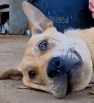 이웃집 쥐약 먹고 쓰러진 줄 알았던 반려견의 황당한 반전 상황