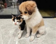 나만 믿고 따라와! 외출 나갔던 강아지가 데려온 의외의 단짝 친구 정체