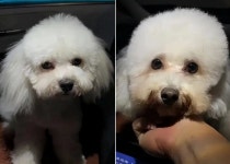 미용실에 다녀온 내 강아지, 집에 와서 자세히 보니 다른 강아지였다?