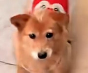 주차장서 재회해 꼬리 치는 유기견 쓰다듬으며 울컥한 남성 다시는 혼자 안 둘게