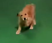 주차장서 재회해 꼬리 치는 유기견 쓰다듬으며 울컥한 남성 다시는 혼자 안 둘게