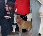 길거리에서 소시지 들고 스마트폰 보면 볼 수 있다는 댕댕이의 비나이다 신공