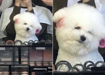 언니, 뽕 좀 세게 넣어주세요 미용실 의자 앉아 도도하게 거울 보는 강아지