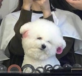 언니, 뽕 좀 세게 넣어주세요 미용실 의자 앉아 도도하게 거울 보는 강아지