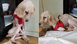 불법 개농장서 뼈만 남은 채 구조된 리트리버에게 일어난 놀라운 기적