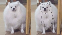 털찐 줄 알고 털 밀어줬다가 실체(?) 알고 멘붕 빠진 댕댕이 집사
