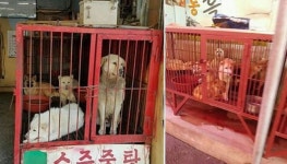 ‘동물학대 논란’ 부산 구포개시장, 60년 만에 드디어 문 닫는다
