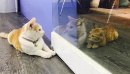 주인 사랑 듬뿍 받고 지내는 집냥이 친구가 부러워 눈 떼지 못하는 길냥이