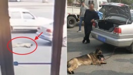 강아지 목줄로 차량에 묶은 뒤 질주해 살갗 다 벗겨지게 만든 못된 주인