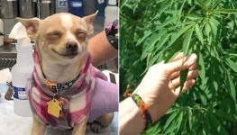 주인 몰래 의료용 대마초 씹어먹었다가 행복한 표정으로 병원에 실려간 댕댕이