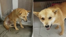 잡아먹으려는 동네 주민들에게 도망쳐 나와 2년간 밧줄 묶인 채 떠돌아다닌 강아지