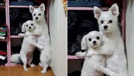 집안 난장판으로 만들어놓은 장꾸 댕댕이 두마리 같이 혼냈더니 일어난 일