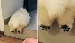 까만 젤리 발바닥+통통 엉덩이로 랜선 집사들 심쿵하게 만드는 귀염뽀짝 댕댕이