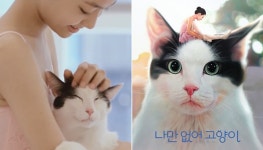 랜선 집사들 심쿵하게 만들 진짜 고양이 영화 나만 없어 고양이 8월 22일 개봉