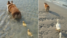 통통한 코기 엉덩이를 엄마 오리 궁뎅이로 착각하고 쪼르르 뒤따라는 오리