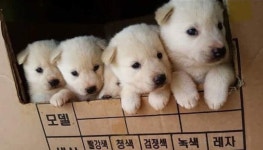 모두 몇 마리인지 맞춰보세요!…상자 안에 들어가 고개 빼꼼 내미는 귀염뽀짝 시골 똥강아지
