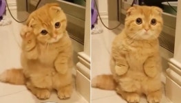 밥 주세요~♥ 눈 동그랗게 뜨고 배고프다며 집사한테 밥 달라고 폭풍 애교 부리는 고양이