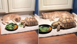 밥 다 먹으면 같이 놀자!…꼬북이랑 놀려고 기다렸다가 지쳐 잠들어 버린 고양이