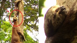 나무 타고 올라온 퓨마한테 다리 물려 잡아먹힐 위기에 처한 나무늘보의 표정