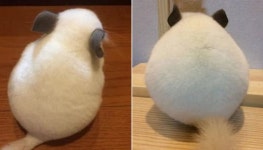 먹지마세요♥…말랑말랑한 뒤태로 매일 주인 심장 폭행하는 솜뭉치 친칠라