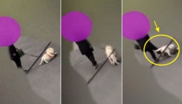 주인에게 발로 걷어 차이면서도 꼬리 살랑살랑 흔들며 뒤따라가는 강아지