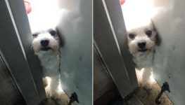 킁킁.. 전 주세요! 전 부치는 고소한 냄새 맡고 문틈으로 고개 빼꼼 내미는 옆집 댕댕이