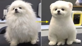 애견 미용실에 솜뭉치 포메 댕댕이 맡겼더니 북극곰(?)으로 만들어 놨어요