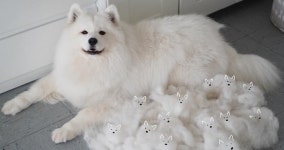 세상에.. 도대체 이게 모얏!!…하얀 솜뭉치라고 불리는 사모예드 빗질 후 모습