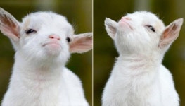 자기 단단히 삐졌다는 티 팍팍 내면서 곁눈질로 힐끔 훔쳐보는(?) 뽀시래기 아기 염소