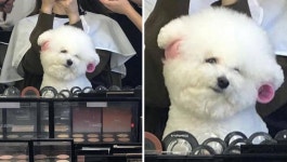 미용실 언니에게 중요한 약속있다며 뽕 예쁘게 말아달라는 댕댕이