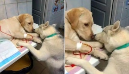 고통스러워하는 친구 곁 떠나지 않고 밤새도록 간호해준 천사견 허스키