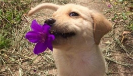 역대급 초귀여움으로 매일 아침 집사 출근길 방해하는 꽃을 든 댕댕이