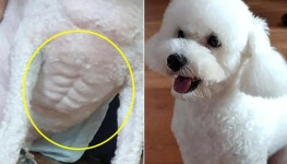 털찐 줄로만 알았던 강아지의 반전 초콜릿 복근 몸매