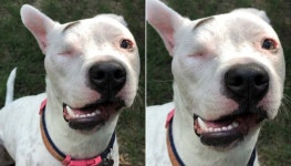 주인에게 끔찍한 학대 당하고도 사람만 보면 반기며 꼬리 흔드는 강아지