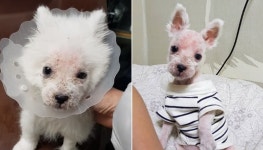 박스에 담겨진 채로 애견샵 앞에 버려진 생후 6주 아기 강아지…입양 취소돼 또 버려졌다