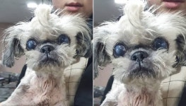 나이 들고 늙었다는 이유로 과수원 앞에 애지중지 키우던 강아지 몰래 버리고 간 주인