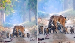 사냥하러 가는 엄마 꽁무니만 보며 졸졸 따라가는 뽀시래기 아기 호랑이 오형제