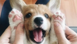 집사들도 사실 잘 몰랐던 꾸덕꾸덕 강아지 발바닥에서 꼬순내 풀풀 풍기는 이유