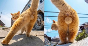 수확철이 다 된 토실토실한 땅콩…나도 모르게 따고(?) 싶게 된다는 고양이 심쿵 뒷태