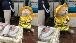 고양이에게 생선 팔라고 장사 맡겨놨더니 제대로 대박 터트린 생선가게 사장님