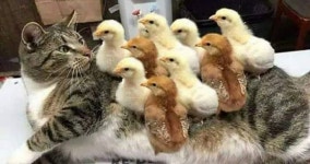 엄마~ 밥주세요ㅠㅠ 배고파요…병아리 9남매의 엄마(?) 소리에 멘붕 온 고양이