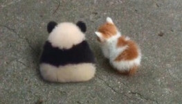 귀여운 애 옆에 귀여운 애가 있어 심장 아픔ㅠ…뒷모습 보고 심쿵 당한 냥이+판다 합성짤