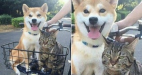 야, 넌 네발로 걸어…산책하다가 함께 탄 댕댕이 마음에 안 들어 잔뜩 짜증내는 냥이